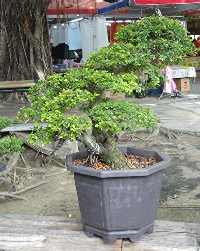 門前盆栽風水|想招好運 綠色植栽助你提升居家風水旺運勢 